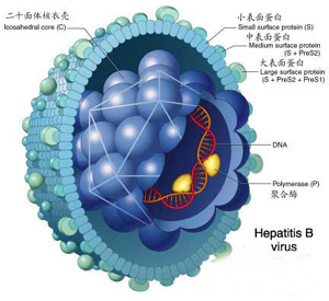 乙肝病毒示意圖