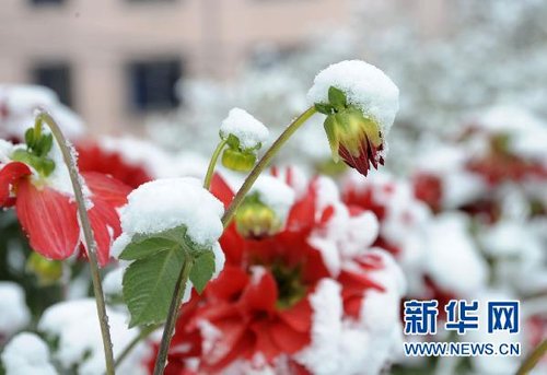 哈爾濱、大慶降下今年入冬以來第一場(chǎng)雪