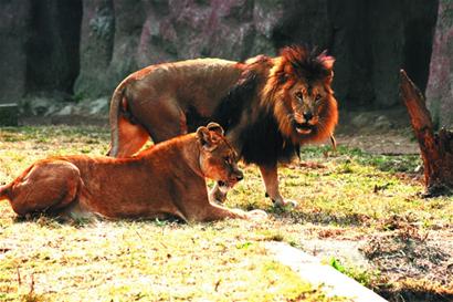 青島動物園西遷落戶開發(fā)區(qū) 猛獸大撤離留兔羊看家