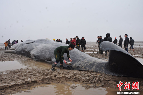 江蘇黃海海域4頭擱淺鯨魚死亡等待處理善后（圖）