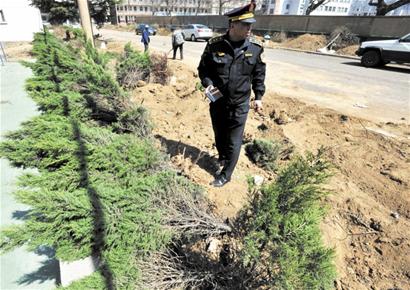 青島撫順路3000棵樹一夜消失