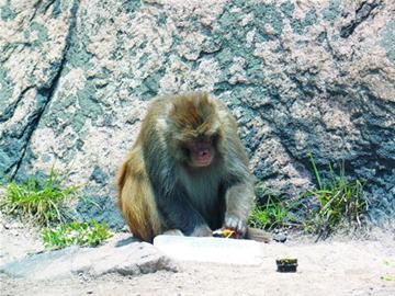 嶗山孫大圣霸占三標山 面餅壽司來者不拒