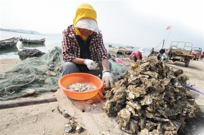 青島沿海沒魚吃加工廠關(guān)門 金鉤海米消失