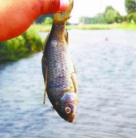 城陽(yáng)洪江河2000平水面漂滿死魚