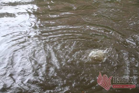 臨沂暴雨街道成河 公交積水市民駕充氣船出門(mén)