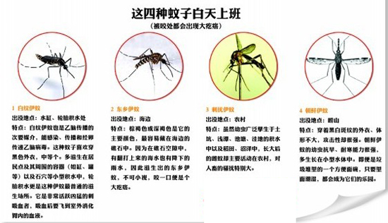 圖示青島常見7種蚊子 早五晚六吸血最猛