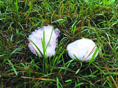 青島雨后草地冒出蘑菇市民燉湯喝 多數(shù)無毒但不宜吃