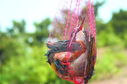 野生鳥被買賣當美味和玩物 剛長毛幼鳥難逃魔掌等死