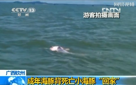 游客實(shí)拍成年海豚馱死亡小海豚回家