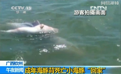 游客實(shí)拍成年海豚馱死亡小海豚回家(