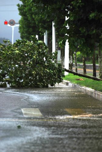 達維過境青島小驚 護欄刮倒巨浪狂拍石老人