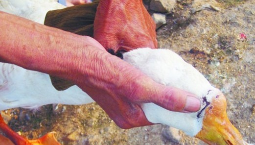 黃島狼出沒大開殺戒 家家閉戶備鞭炮