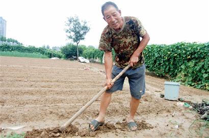 去年低價賠慘菜農(nóng)熱情不減 