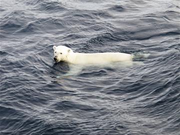 青島人在北極:北極熊找不到落腳地等死 海中漂浮迷路