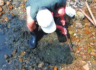 青島趕海人扛鐵鎬海邊挖沙蠶 2元1條1小時(shí)挖10條