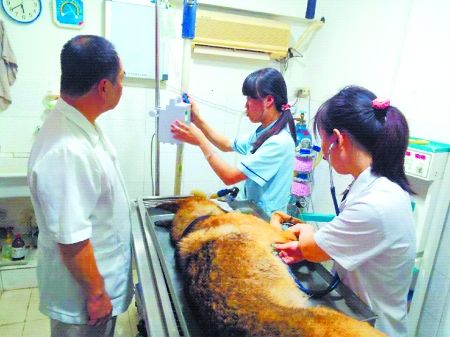 8月11日，搶救中的警犬“雷鳴”