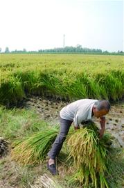 一年一季沽河稻米將上市 定出28元天價