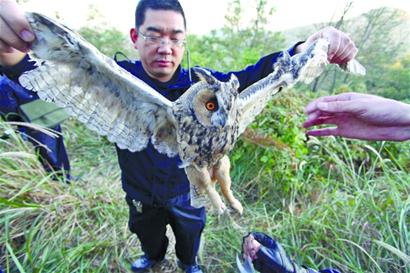 執(zhí)法人員拆21張網(wǎng)救下10只野生鳥 眼神悲涼