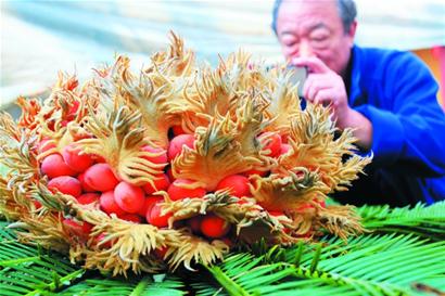 青島一鐵樹罕見開花結(jié)果 果實(shí)鮮紅似火