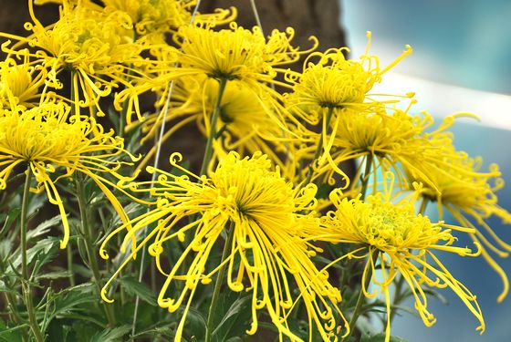 青島中山公園30萬盆菊花爭奇斗艷