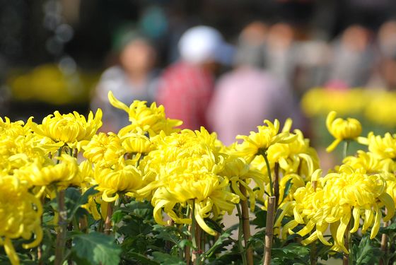 青島中山公園30萬盆菊花爭奇斗艷