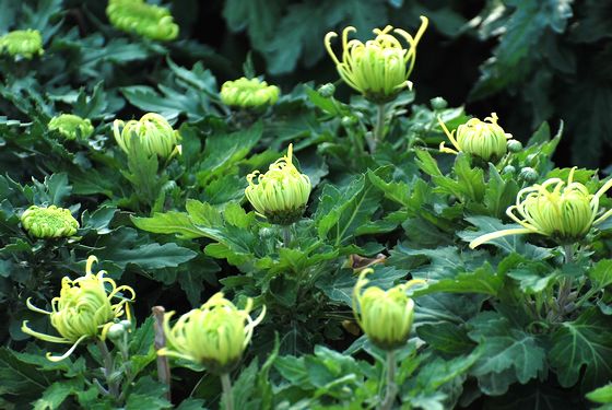 青島中山公園30萬盆菊花爭奇斗艷