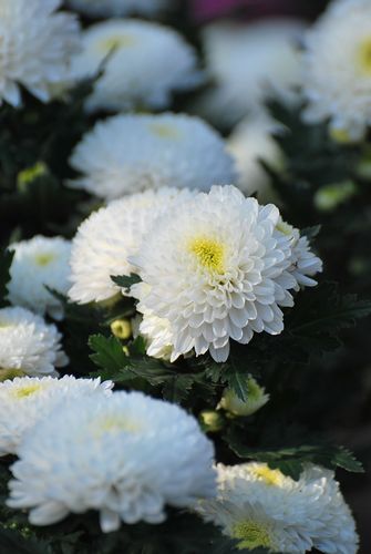 青島中山公園30萬盆菊花爭奇斗艷