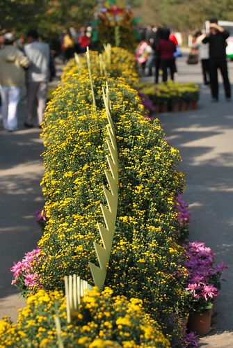 青島中山公園30萬(wàn)盆菊花爭(zhēng)奇斗艷