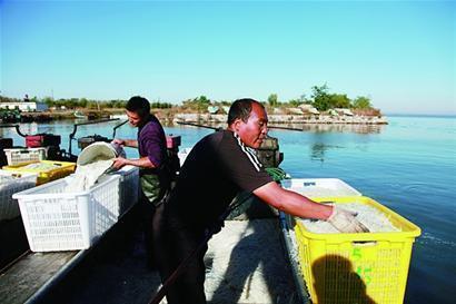 青島萊西湖銀魚開捕大量上市 一網捕千斤