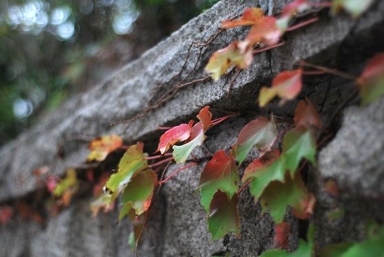 八大關(guān)葉色醉人:數(shù)樹深紅出淺黃