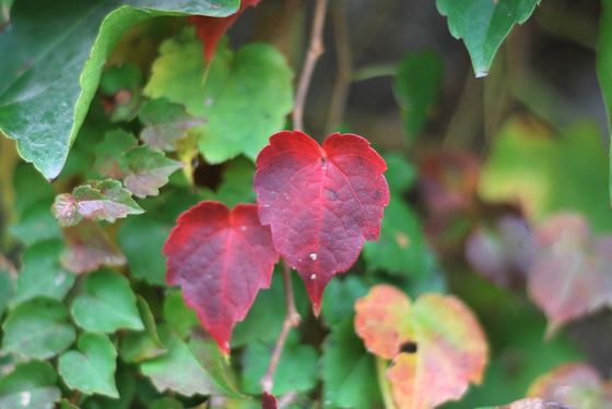 八大關(guān)葉色醉人:數(shù)樹深紅出淺黃