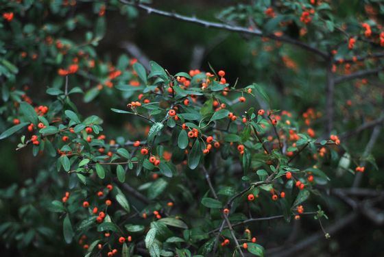 八大關(guān)葉色醉人:數(shù)樹深紅出淺黃