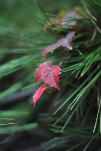 八大關(guān)葉色醉人:數(shù)樹深紅出淺黃