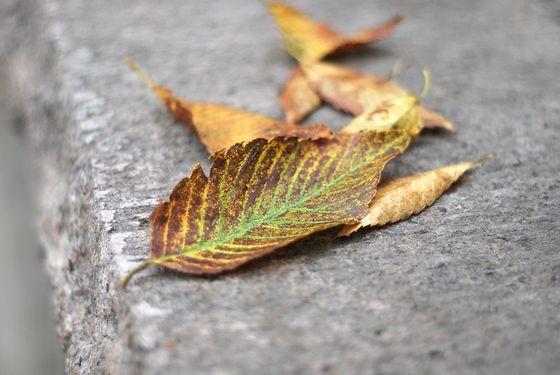 八大關(guān)葉色醉人:數(shù)樹深紅出淺黃