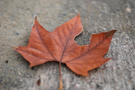 八大關(guān)葉色醉人:數(shù)樹深紅出淺黃