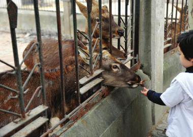  11月2日，成都市動(dòng)物園里，一名游客喂養(yǎng)鹿群。