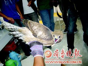 青島野生鳥救護(hù)中心:鳥兒住賓館吃大餐 天天鮮牛肉