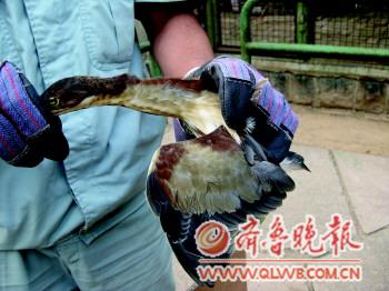 青島野生鳥救護(hù)中心:鳥兒住賓館吃大餐 天天鮮牛肉