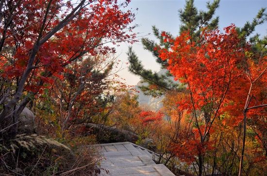 嶗山昨日喜迎初雪 曬大美巨峰深秋紅葉