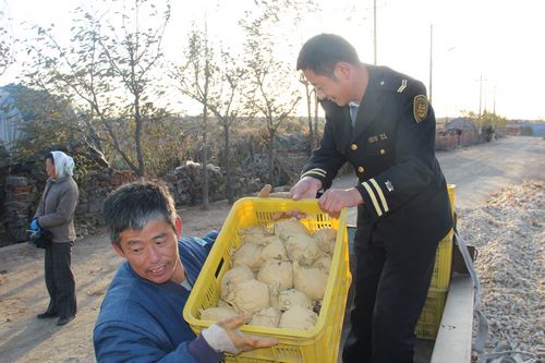 水晶梨滯銷愁壞萊西果農(nóng) 8毛賤賣湊醫(yī)療費(fèi)(