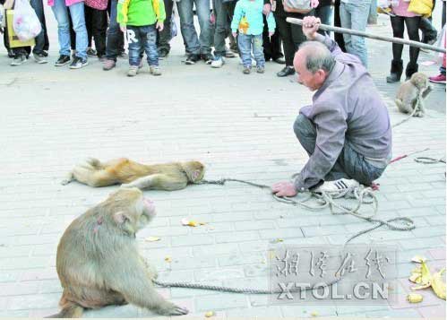 　　耍猴人當(dāng)街暴打猴子，引起圍觀市民的反感。(豎戈攝)