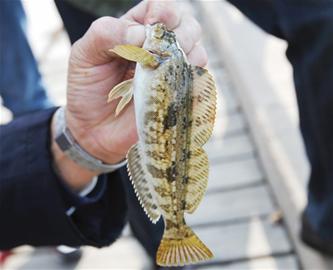 青島市民前海趕秋釣 偏口魚黃魚肉肥體大