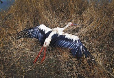 河北唐山發(fā)生群鳥死亡事件 有中毒跡象(組圖)