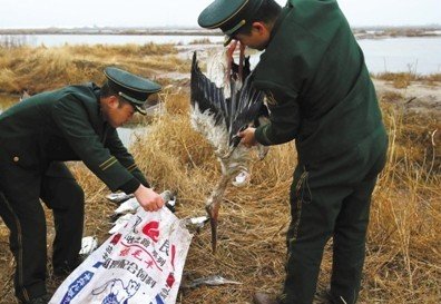 河北唐山發(fā)生群鳥死亡事件 有中毒跡象(組圖)