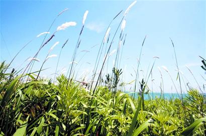 青島2017年將監(jiān)測空氣維他命 負離子含量將揭曉