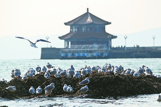  膠州灣浮冰成堆 似夢回唐朝瀚海闌干百丈冰 膠州灣浮冰成堆 似夢回唐朝瀚海闌干百丈冰 