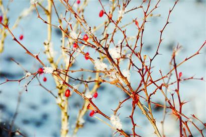 北風(fēng)吹 雪花飄 寒意濃