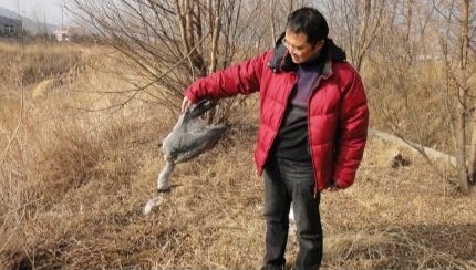 大河?xùn)|濕地疑遭人下毒 可憐蒼鷺死不瞑目