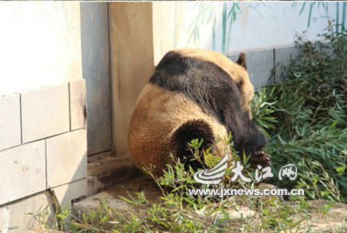 南昌動(dòng)物園大熊貓變“黃貓” 園方稱(chēng)很正常（圖片來(lái)源江西微博）