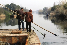 3月16日，新豐鎮(zhèn)竹林村河道內(nèi)，漁民把勾到的死豬挑入船艙內(nèi)。